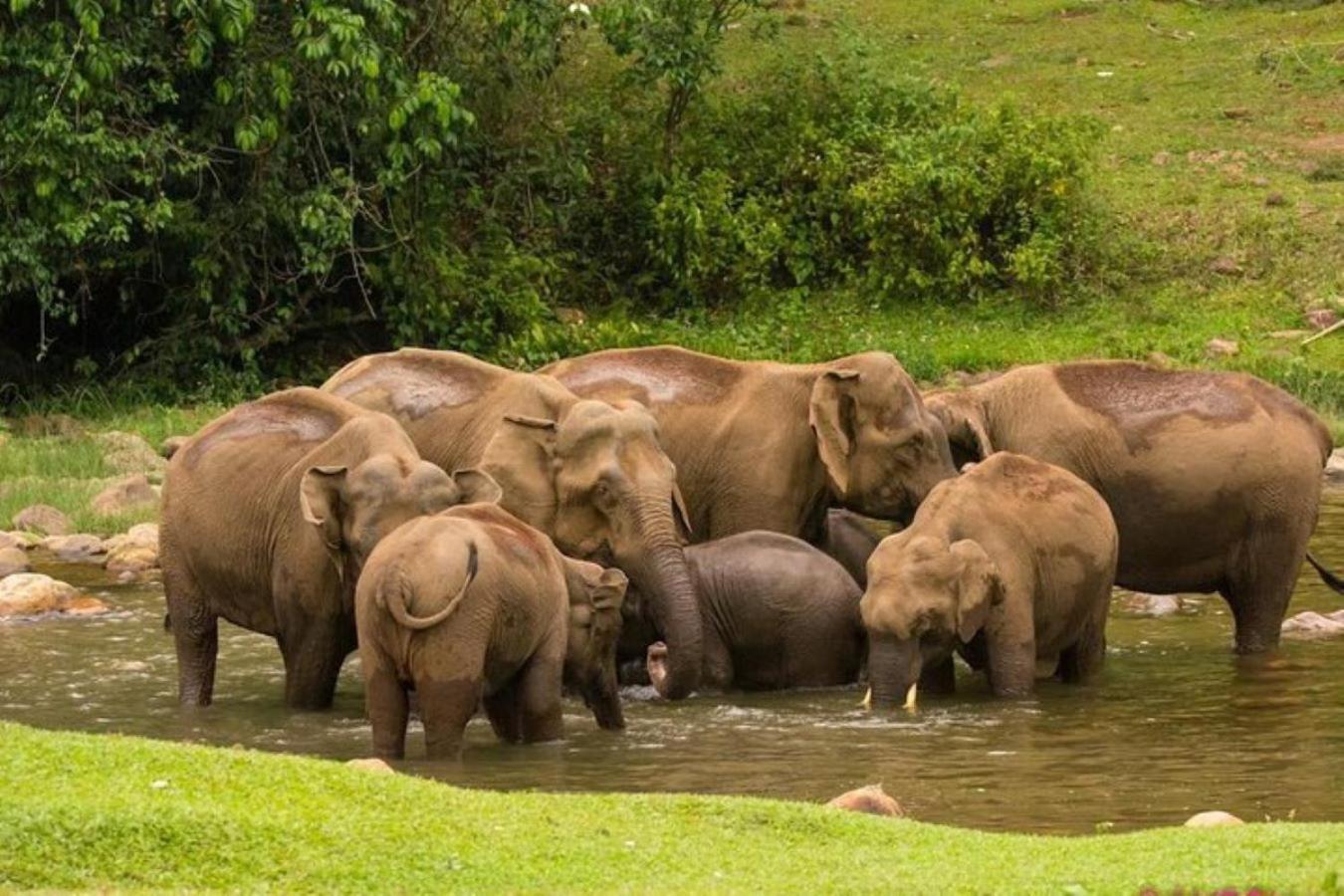 Forestscape Resort Munnar Esterno foto